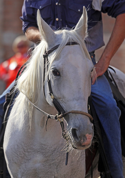 кінь з довгим конем
 - Фото, зображення