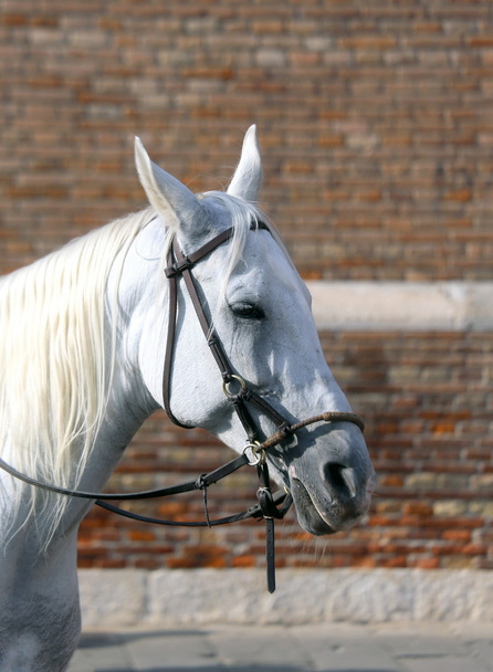 paard met lange paardenhaar (crin) - Foto, afbeelding