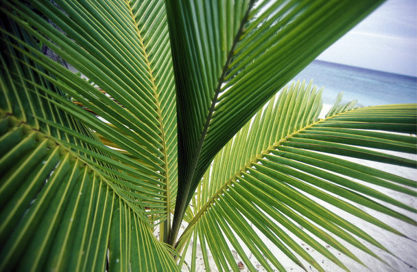 Hojas de palma verde
 - Foto, imagen