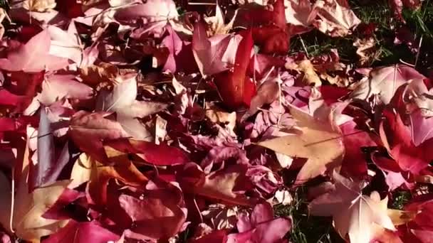 Autumn Leaves Windy - Footage, Video