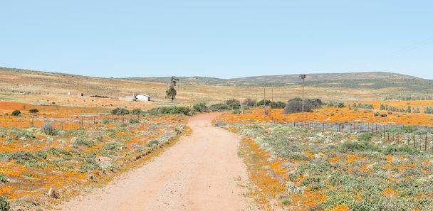 Flower landscape near Garies - Photo, Image