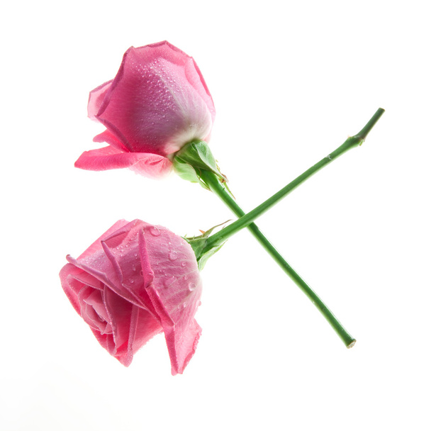 gekruiste rozen - Foto, afbeelding