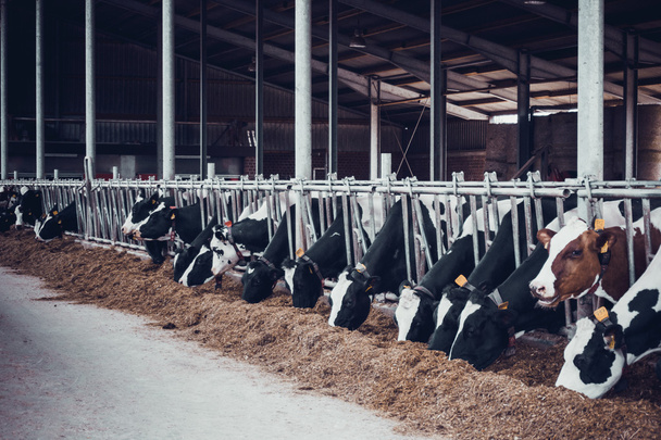 Dairy cows on a farm - Фото, зображення