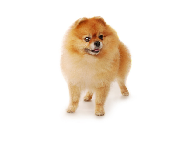 Fluffy cane rosso Pomerania
 - Foto, immagini