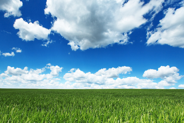 Campo di grano. Erba verde e cielo blu con nuvole
 - Foto, immagini