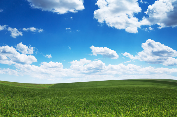 Wheat field against blue sky with white clouds. Agriculture scen - Photo, Image