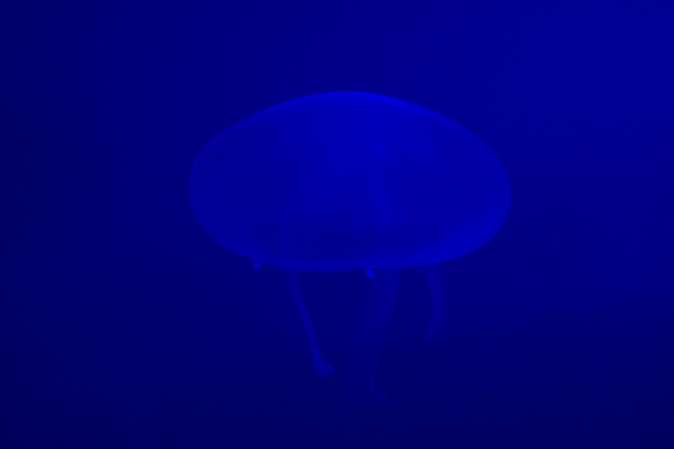 medusas lunares - Aurelia aurita
 - Foto, imagen