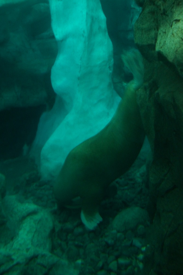 Тихоокеанський моржів - Odobensus rosmarus divergens - Фото, зображення