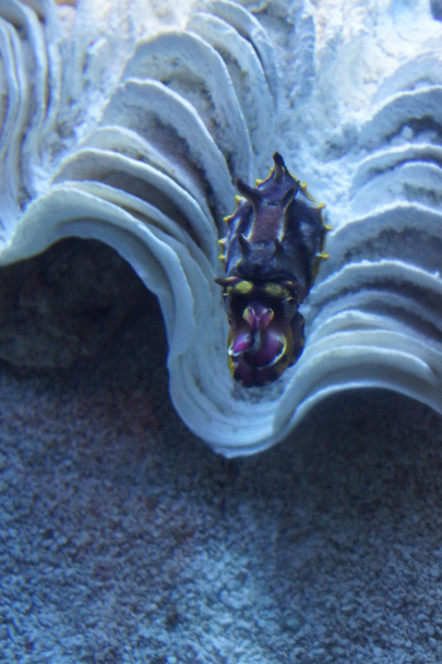 Pfeffer 's Flamboyant Cuttlefish - Metasepia pfefferi
 - Foto, Imagen