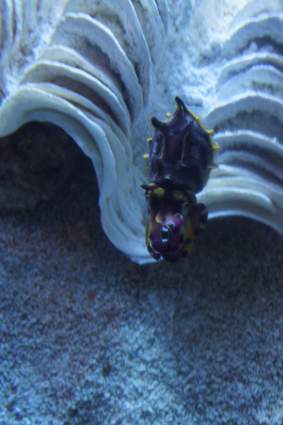 Pfeffer's Flamboyant Cuttlefish - Metasepia pfefferi - Photo, Image