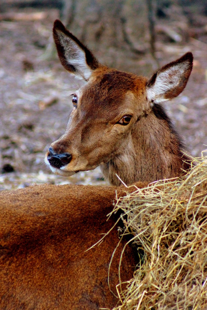 Red deer - Cervus elaphus - Foto, afbeelding