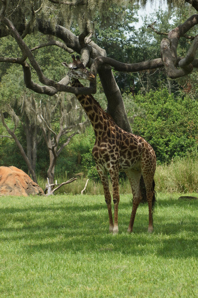 Ретикульована Жирафа - Жирафа вермелопардаліс ретикулата
 - Фото, зображення