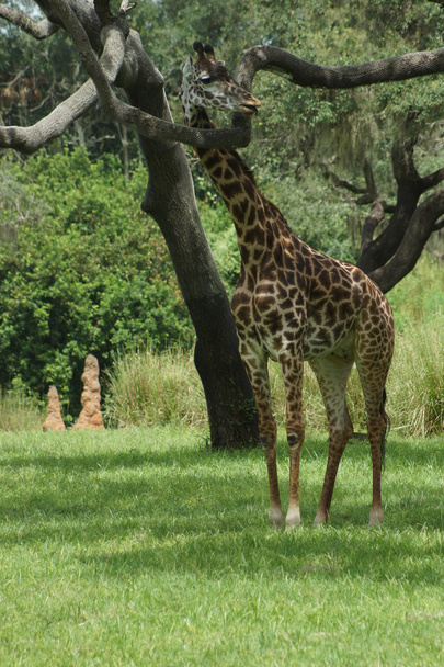 Reticulated Giraffe - Giraffa camelopardalis reticulata - Photo, Image