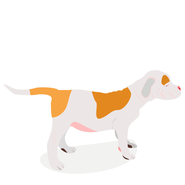 American bulldog cachorro
 - Vector, imagen