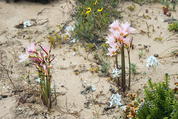 Ananuca çiçek Atacama Çölü'nde - Fotoğraf, Görsel