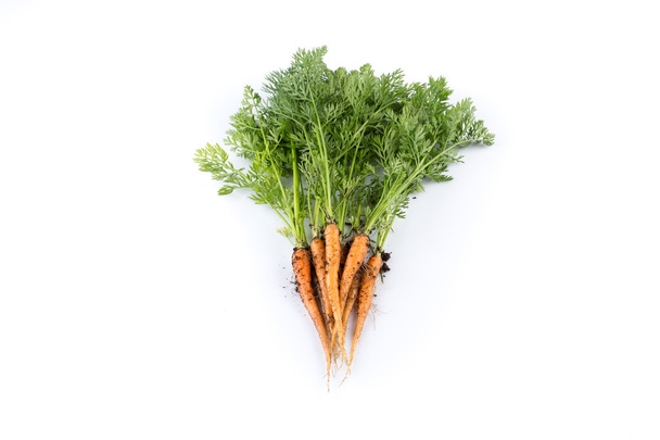 freshly picked carrots - Foto, Imagen