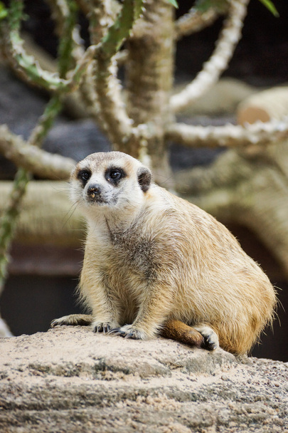 Un Meerkat de cerca
 - Foto, imagen