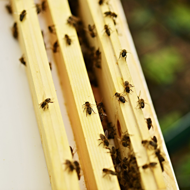 Szorgalmas méhek a méhsejt - Fotó, kép