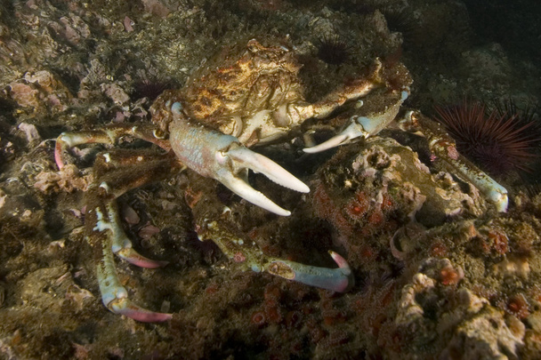 Krab moře života pod vodou Kalifornie ostrov útes - Fotografie, Obrázek