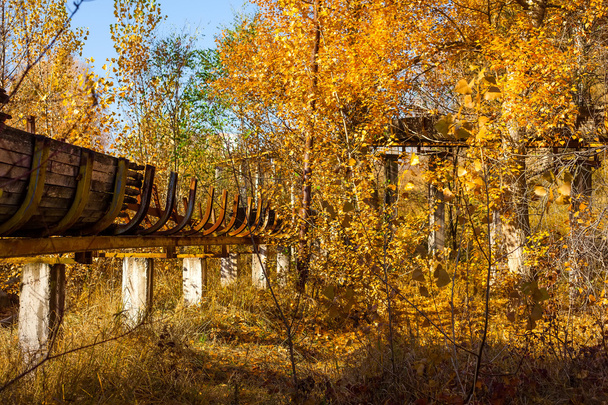 Elhagyott Hírek csúszik az őszi erdő - Fotó, kép