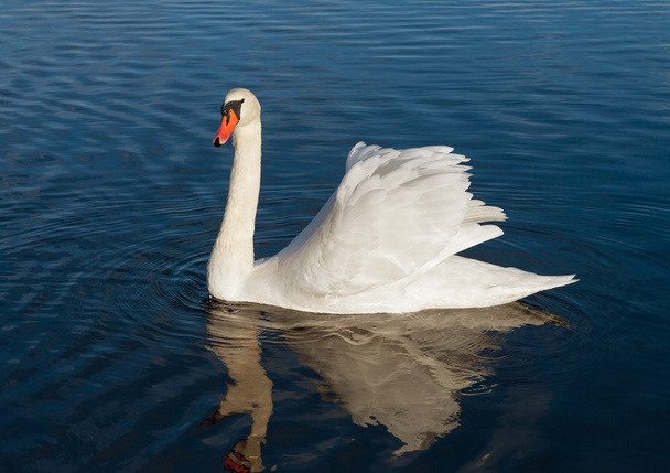 Cisne branco na água. - Foto, Imagem
