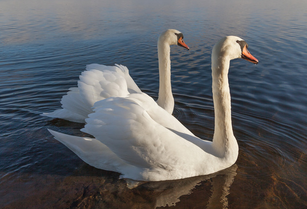 Два белых лебедя на воде. - Фото, изображение