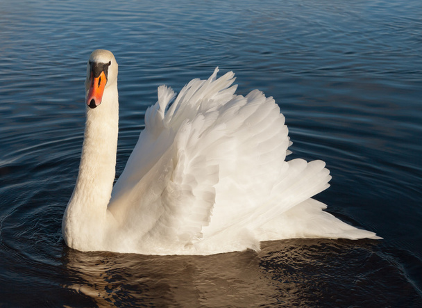 Лебедь на воде. - Фото, изображение