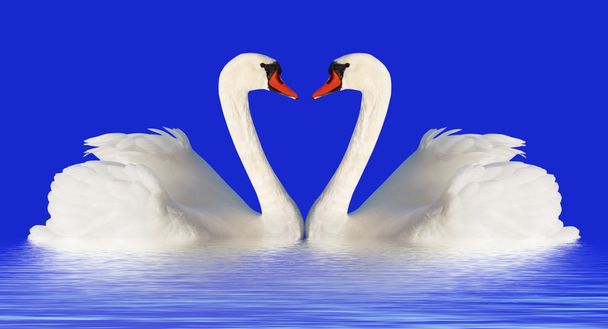 Fluffy white swans. - Photo, Image