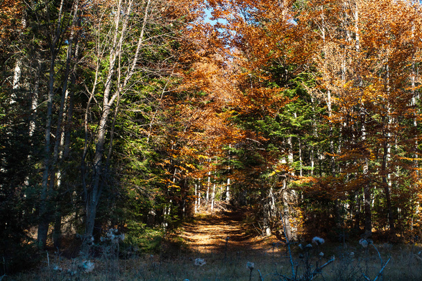 Bel automne doré avec des arbres jaunes, verts, orange dans la forêt et le sentier
 - Photo, image