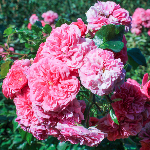 viejas variedades de rosas
 - Foto, Imagen