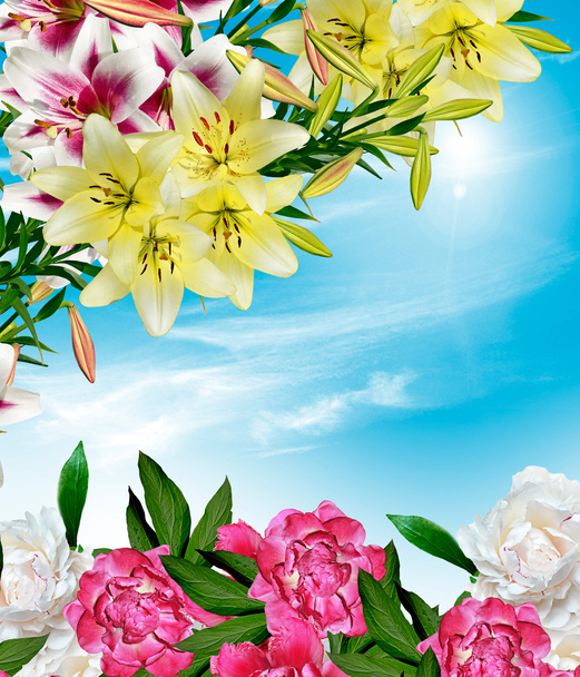 lily flowers on a background of blue sky with clouds - Photo, Image