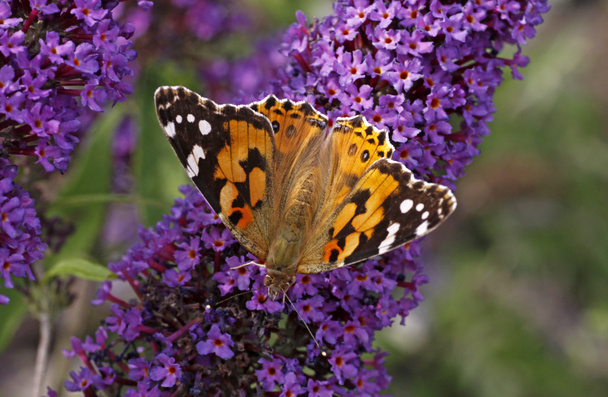 Painted Lady butterfly on Buddleja davidii, Purple Emperor, Pyrkeep - Photo, Image