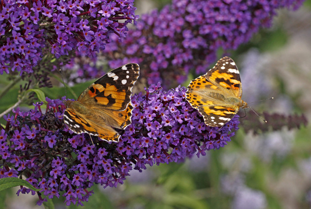 Painted Lady butterfly on Buddleja davidii, Purple Emperor, Pyrkeep - Photo, Image