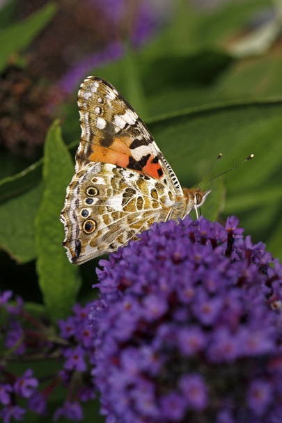 χρωματισμένη κυρία πεταλούδα (vanessa διαδίδεται cardui) σε buddleja davidii, Μπους πεταλούδων - Φωτογραφία, εικόνα