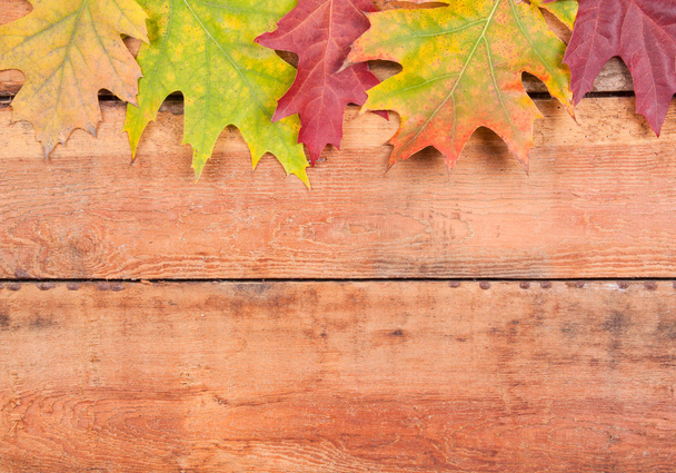 herfstesdoornbladeren - Foto, afbeelding
