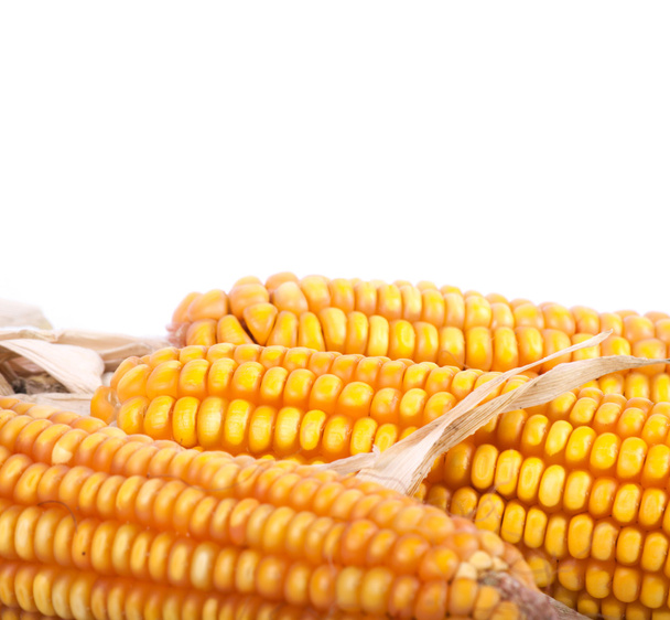 Una mazorca de maíz
 - Foto, imagen