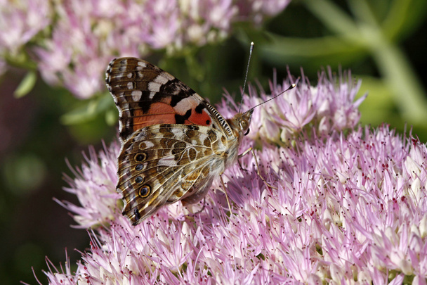 χρωματισμένη κυρία πεταλούδα (cynthia cardui, vanessa διαδίδεται cardui) - Φωτογραφία, εικόνα
