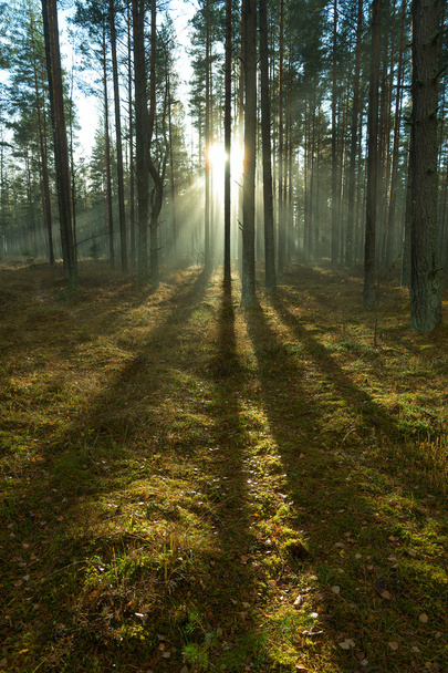 Sunlight in forest. - Foto, Imagem