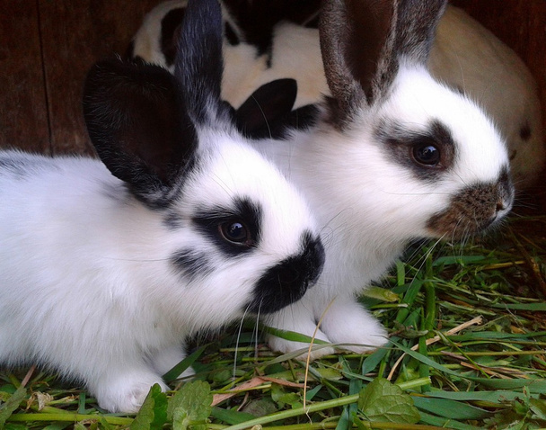 Black White Cute Rabbits - Photo, Image