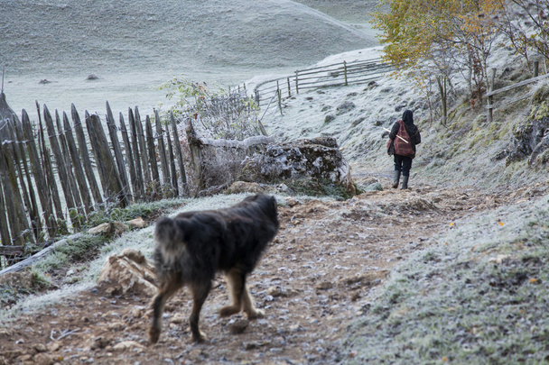nainen ja koira tiellä
 - Valokuva, kuva