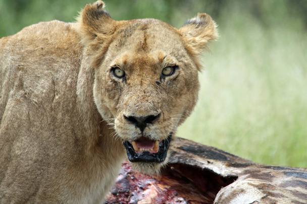 Löwin mit Tötung - Foto, Bild