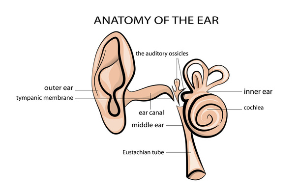 anatomii ucha - Wektor, obraz
