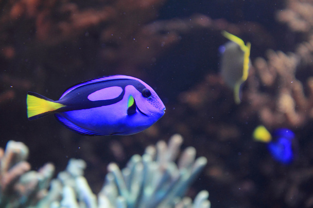exotic fish in the sea - Photo, Image