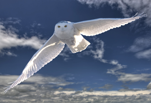 Lumi pöllö lennossa
 - Valokuva, kuva