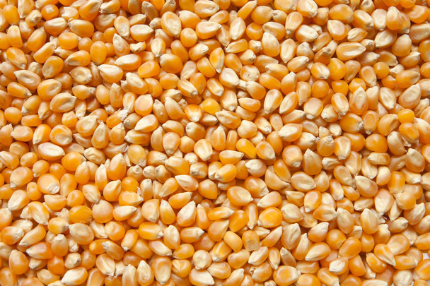 uncooked pop corn texture - Foto, immagini