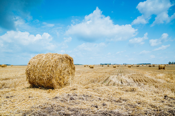 Straw bales on farmland - Photo, Image