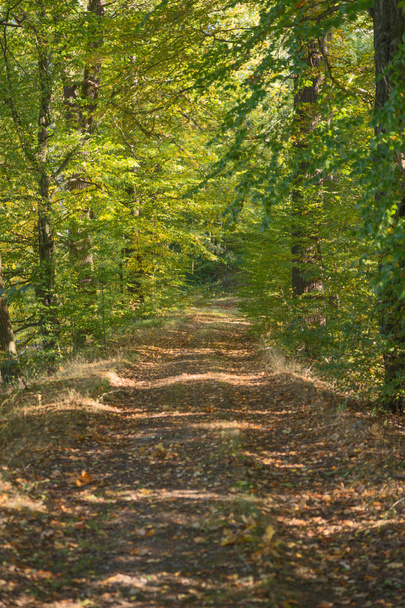A path in autumn forest - Photo, Image