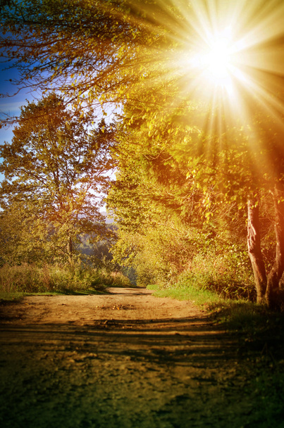 Foresta autunnale, illuminata dal sole
 - Foto, immagini