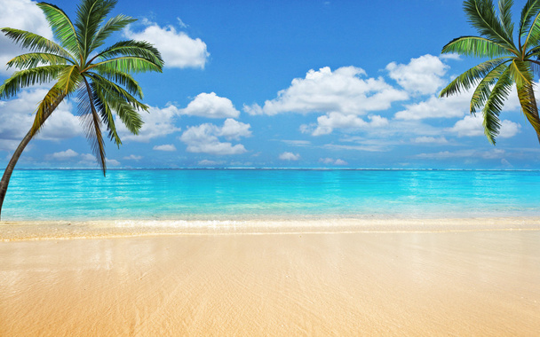 neuer Strand Palmen Hintergrund - Foto, Bild