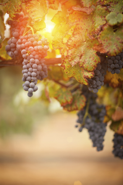bujny, dojrzałe winogrona na winorośli - Zdjęcie, obraz